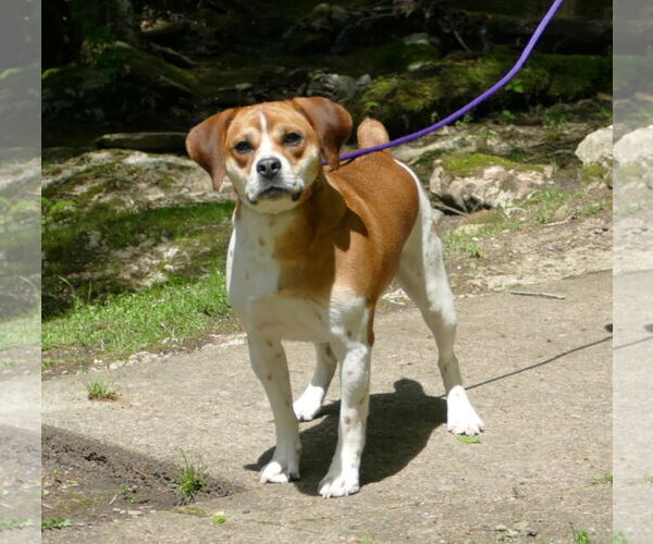 Medium Photo #1 Beagle-Unknown Mix Puppy For Sale in Pittsburgh, PA, USA