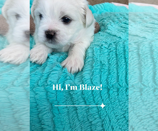 Medium Photo #14 Zuchon Puppy For Sale in THURMAN, OH, USA