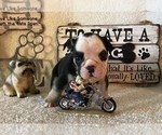 Small Photo #11 Olde English Bulldogge Puppy For Sale in CYNTHIANA, IN, USA