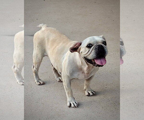 Medium Photo #2 French Bulldog Puppy For Sale in Dumont, NJ, USA