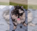 Puppy Sold Pomeranian