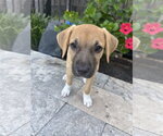 Small #2 Rhodesian Ridgeback Mix