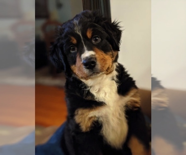Medium Photo #1 Bernese Mountain Dog Puppy For Sale in POUND, VA, USA
