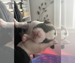 Small Photo #4 American Bully Puppy For Sale in NAUGATUCK, CT, USA