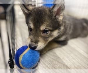 German Shepherd Dog-Siberian Husky Mix Puppy for sale in MONCLOVA, OH, USA