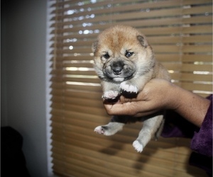 Shiba Inu Puppy for sale in MURRIETA HOT SPRINGS, CA, USA