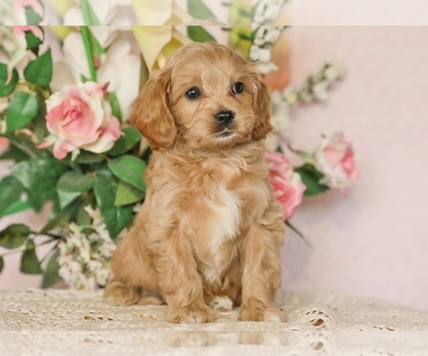 Medium Photo #1 Cavapoo Puppy For Sale in DENVER, PA, USA