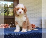 Small #2 Bernedoodle (Miniature)