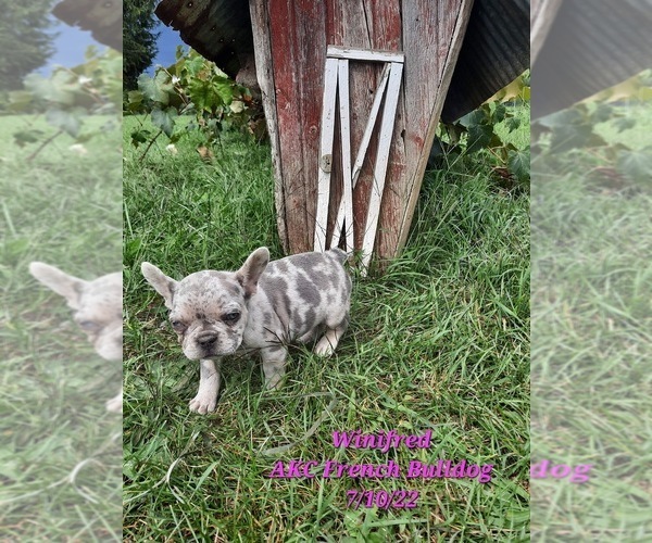 Medium Photo #1 French Bulldog Puppy For Sale in SHIPSHEWANA, IN, USA