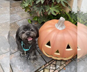 Teddy & Bear 2 - Male Shih Tzu-Unknown Mix Dog for Adoption - Photo #2