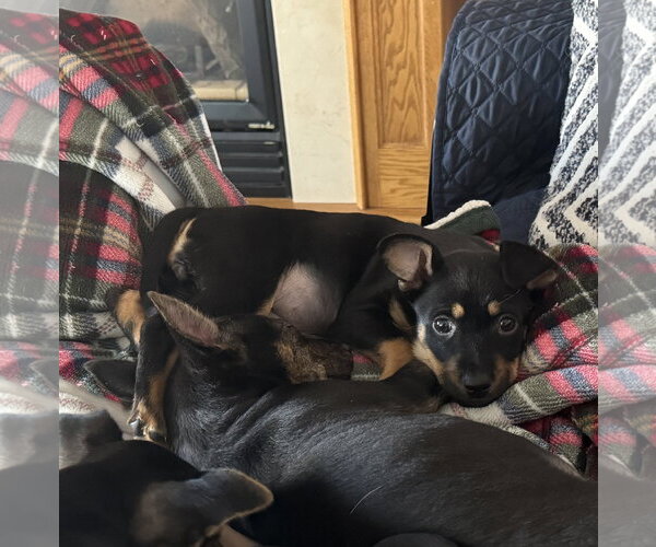 Medium Photo #1 Mutt Puppy For Sale in Brooklyn Center, MN, USA