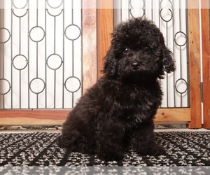 YorkiePoo Puppy for sale in NAPLES, FL, USA