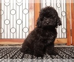 Image preview for Ad Listing. Nickname: Litter of 2