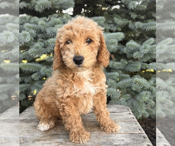 Medium Photo #5 Goldendoodle (Miniature) Puppy For Sale in MIDDLEBURY, IN, USA