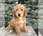 Small #4 Goldendoodle (Miniature)