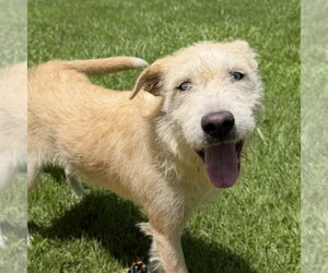 Border Terrier Dogs for adoption in Yardley, PA, USA