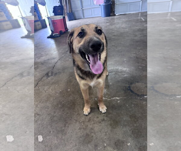 Medium Photo #5 German Shepherd Dog-Unknown Mix Puppy For Sale in Columbus, IN, USA