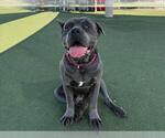Small #1 Mutt