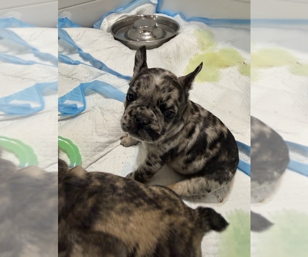 Medium Photo #8 French Bulldog Puppy For Sale in CULPEPER, VA, USA