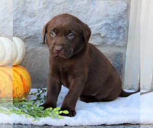 Labrador Retriever Puppy for sale in EPHRATA, PA, USA