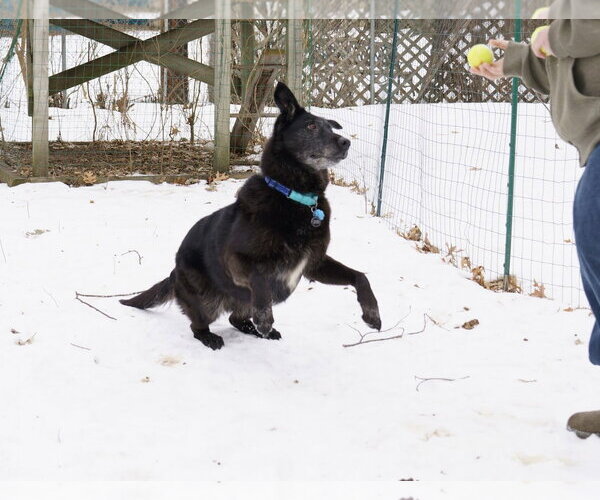Medium Photo #9 Shepradors Puppy For Sale in Princeton, MN, USA
