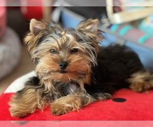 Yorkshire Terrier Puppy for Sale in VALRICO, Florida USA