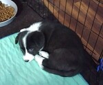 Small Photo #7 Border Collie-Pembroke Welsh Corgi Mix Puppy For Sale in CHILOQUIN, OR, USA