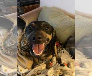 BettyLou Boots - Female Labrador Retriever-Unknown Mix Dog for Adoption - Photo #4