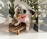 Puppy Hopr Australian Shepherd