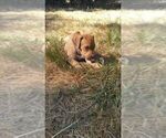 Small Photo #7 Rhodesian Ridgeback Puppy For Sale in ROCHESTER, WA, USA