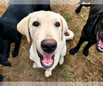 Small #1 Labrador Retriever