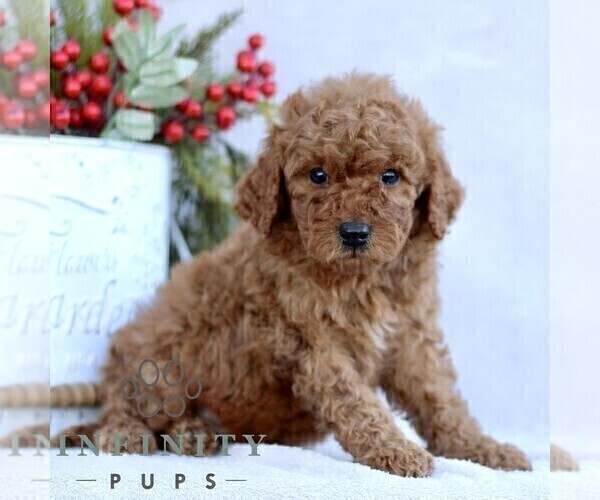 Medium Photo #5 Goldendoodle (Miniature) Puppy For Sale in EPHRATA, PA, USA