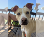 Small #1 Mutt
