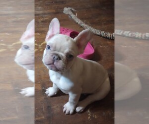 French Bulldog Puppy for sale in MULBERRY, AR, USA