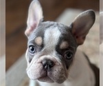 Puppy Autumn French Bulldog