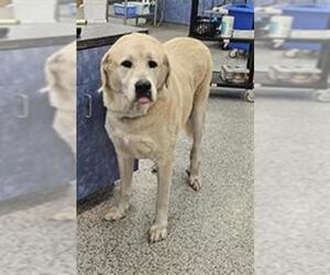 Anatolian Shepherd Dogs for adoption in Palmetto, FL, USA