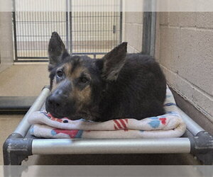 German Shepherd Dog Dogs for adoption in Martinez, CA, USA