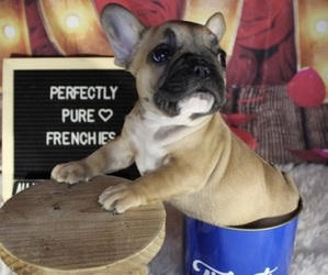 French Bulldog Puppy for sale in KANSAS CITY, MO, USA