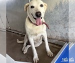 Small #1 Labrador Retriever Mix