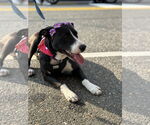 Small #2 American Pit Bull Terrier-Labrador Retriever Mix