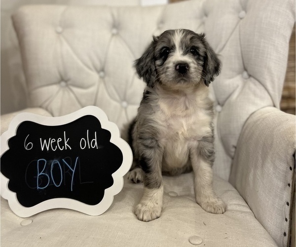 Medium Photo #6 Aussiedoodle Puppy For Sale in FRANKLINTON, LA, USA