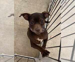 Pollyanna - Female Chug Dog for Adoption - Photo #3