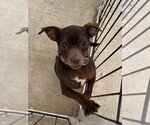 Small Photo #3 Chug Puppy For Sale in Santa Clarita, CA, USA