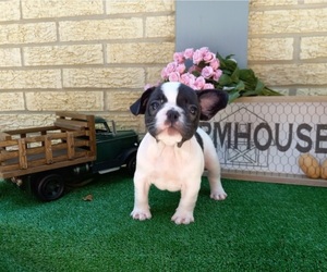 French Bulldog Puppy for sale in CARTHAGE, TX, USA