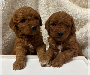 Goldendoodle (Miniature) Puppy for sale in HULL, IA, USA