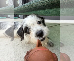 Karma - Male Mutt Dog for Adoption - Photo #7