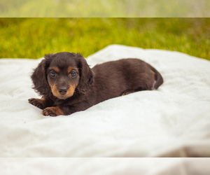 Dachshund Puppy for sale in WAXHAW, NC, USA