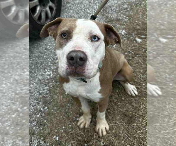 Medium Photo #2 Mutt Puppy For Sale in Evansville, IN, USA