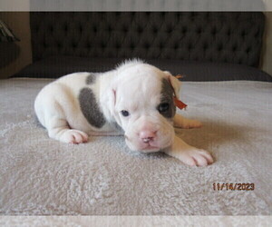 Olde English Bulldogge Puppy for sale in PORT CHARLOTTE, FL, USA