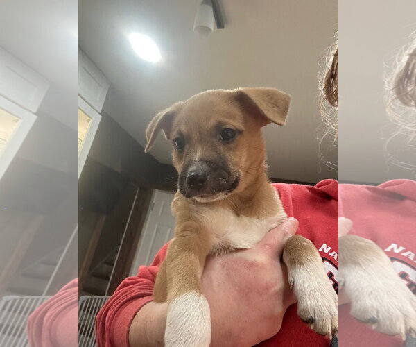 Medium Photo #2 Mutt Puppy For Sale in Plainfield, IL, USA